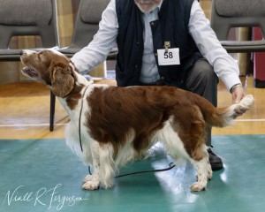 Special Beginners Dog